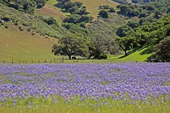 Green hills and wildflowers