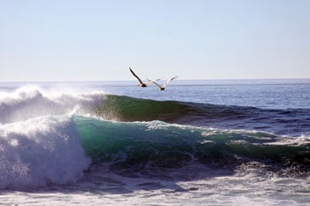 Ocean waves and gulls